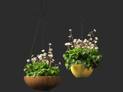 Fragaria - woodland strawberry 02 3D Model