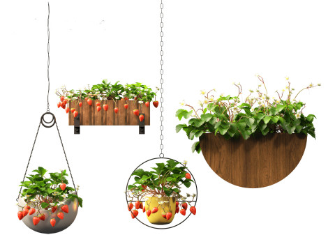 Fragaria - woodland strawberry 02 3D Model