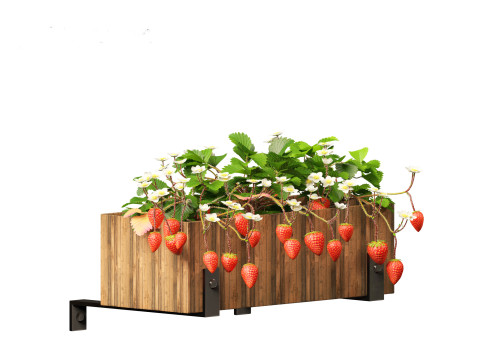 Fragaria - woodland strawberry 02 3D Model