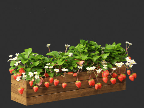 Fragaria - woodland strawberry 01 3D Модель