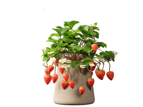 Fragaria - woodland strawberry 01 3D Модель