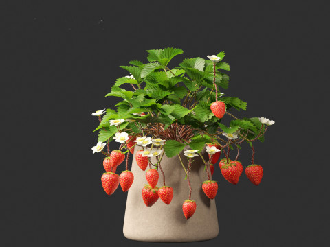 Fragaria - woodland strawberry 01 3D Модель