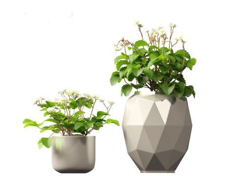Fragaria - woodland strawberry 01 3D Модель