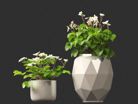 Fragaria - woodland strawberry 01 3D Модель