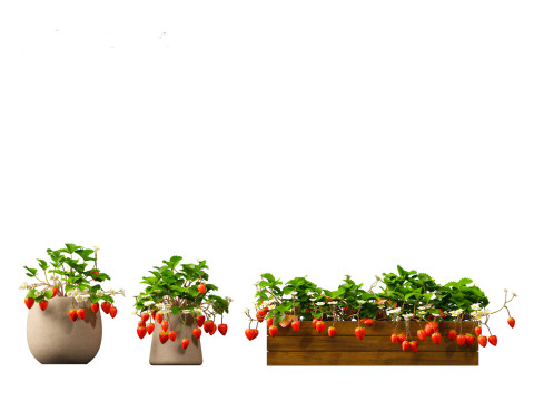 Fragaria - woodland strawberry 01 3D Модель