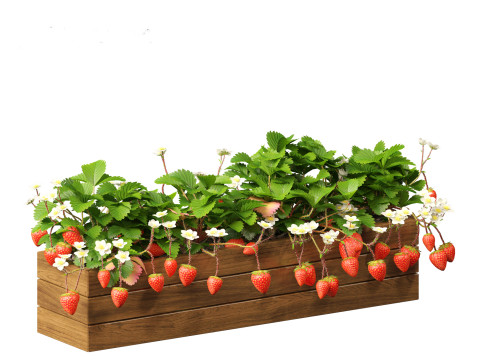 Fragaria - woodland strawberry 01 3D Модель