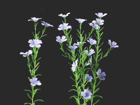 Flax - Linum usitatissimum 3D 模型