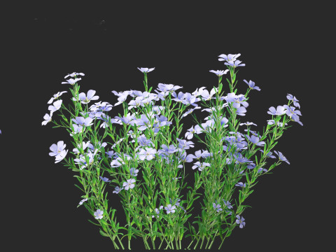 Flax - Linum usitatissimum 3D 模型