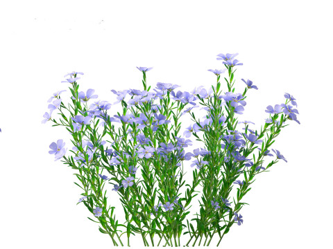 Flax - Linum usitatissimum 3D 模型