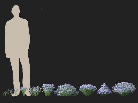 Flax - Linum usitatissimum 3D 模型