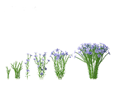 Flax - Linum usitatissimum 3D 模型
