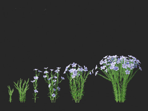 Flax - Linum usitatissimum 3D 模型