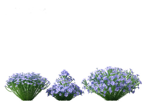 Flax - Linum usitatissimum 3D 模型