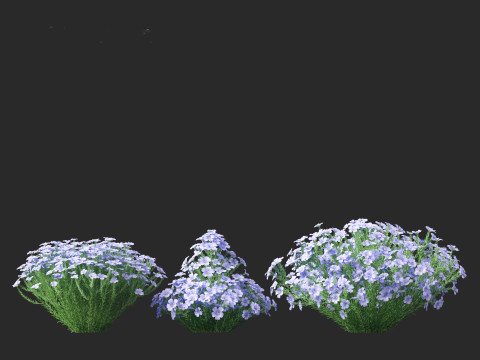 Flax - Linum usitatissimum 3D 模型
