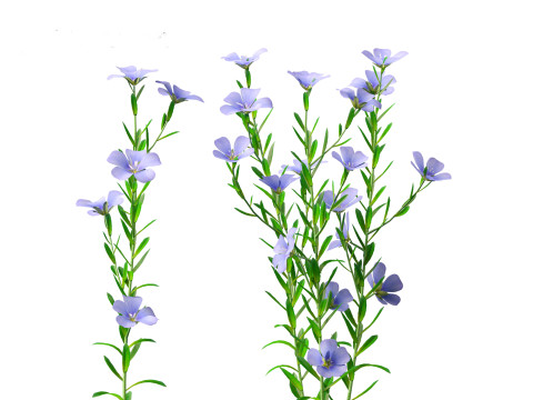 Flax - Linum usitatissimum 3D 模型