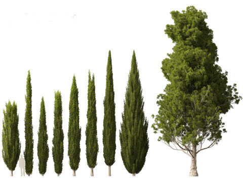 Cupressus sempervirens - Italian cypress Model 3D