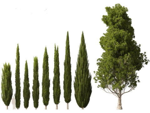 Cupressus sempervirens - Italian cypress 3D Model