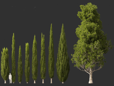 Cupressus sempervirens - Italian cypress Model 3D