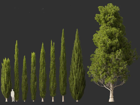 Cupressus sempervirens - Italian cypress 3D Model