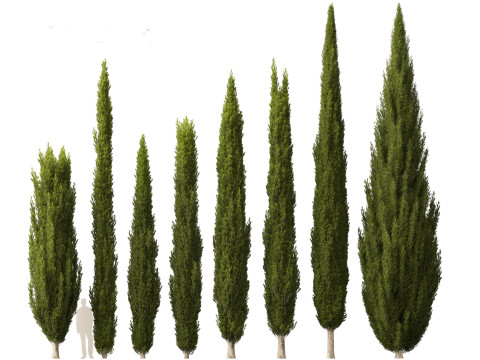 Cupressus sempervirens - Italian cypress Model 3D