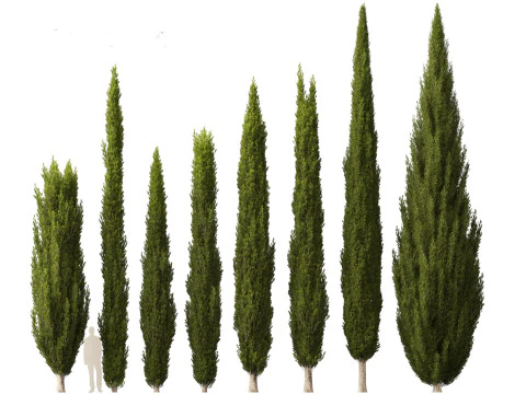 Cupressus sempervirens - Italian cypress 3D Model
