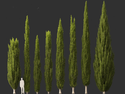 Cupressus sempervirens - Italian cypress Model 3D