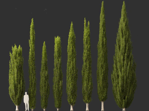 Cupressus sempervirens - Italian cypress 3D Model