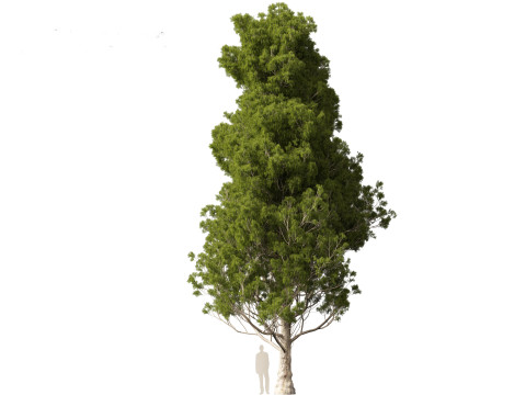 Cupressus sempervirens - Italian cypress Model 3D