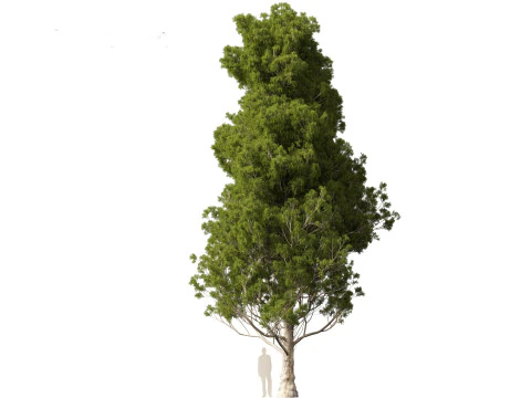Cupressus sempervirens - Italian cypress 3D Model