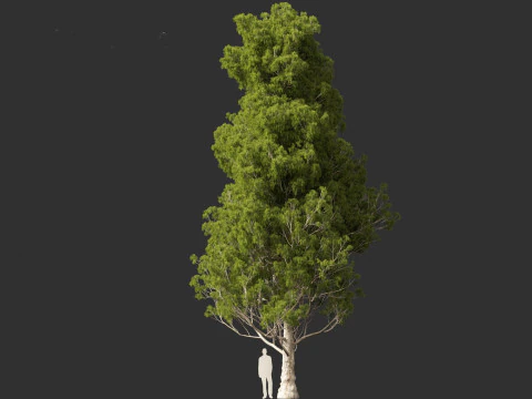 Cupressus sempervirens - Italian cypress 3D Model