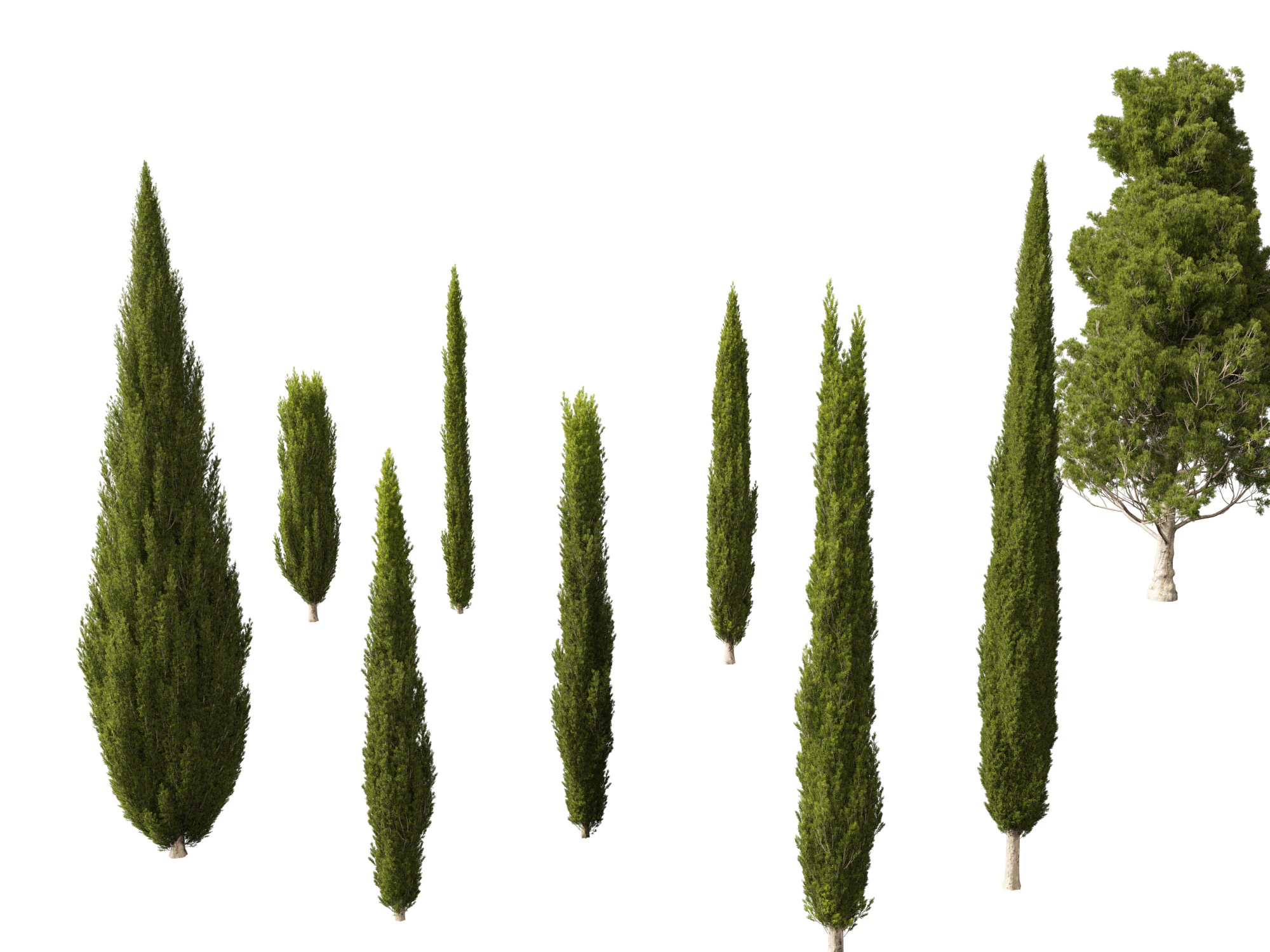 Cupressus sempervirens - Italian cypress 3D Model .c4d .max .obj .3ds .fbx .stl .blend