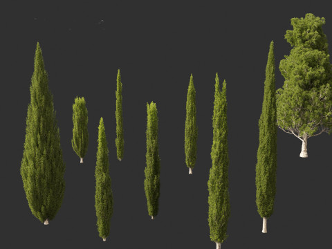 Cupressus sempervirens - Italian cypress Model 3D