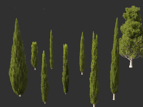 Cupressus sempervirens - Italian cypress 3D Model