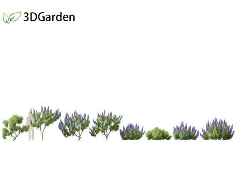 Echium candicans - Pride of Madeira 3D Model
