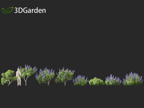 Echium candicans - Pride of Madeira 3D Model