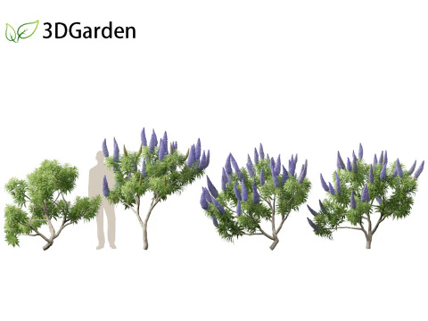 Echium candicans - Pride of Madeira 3D Model