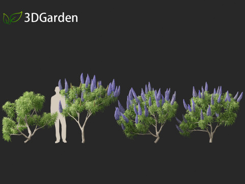 Echium candicans - Pride of Madeira 3D मॉडल