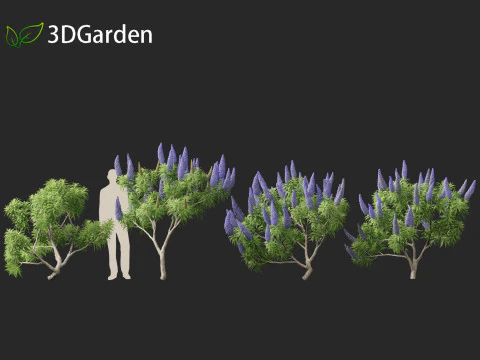 Echium candicans - Pride of Madeira 3D Model