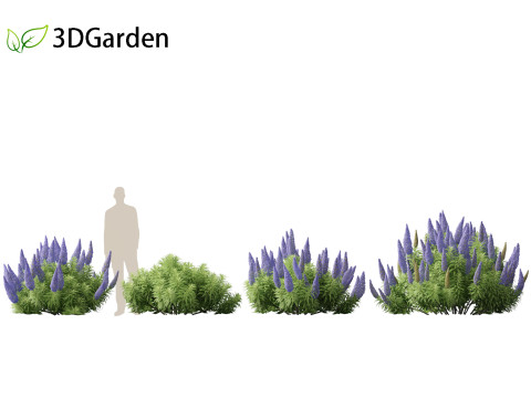 Echium candicans - Pride of Madeira 3D मॉडल
