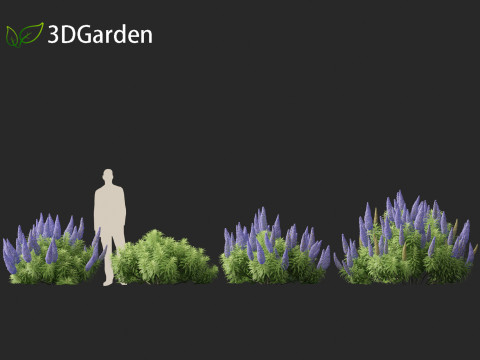 Echium candicans - Pride of Madeira 3D मॉडल