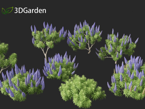 Echium candicans - Pride of Madeira 3D मॉडल
