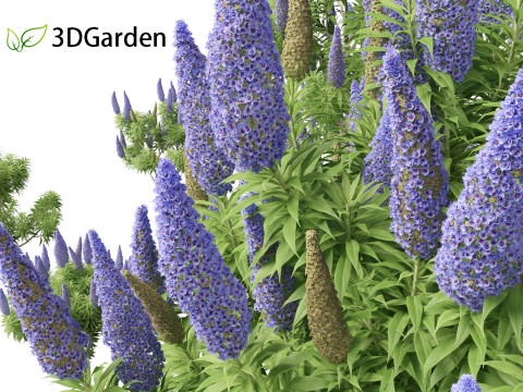 Echium candicans - Pride of Madeira 3D मॉडल