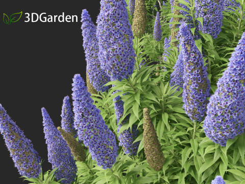 Echium candicans - Pride of Madeira 3D मॉडल