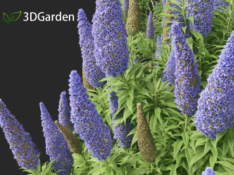 Echium candicans - Pride of Madeira 3D Model