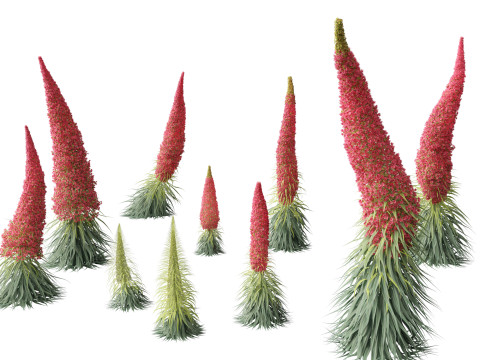 Echium wildpretii - Tower of jewels 3D Model