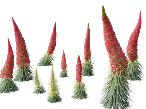 Echium wildpretii &ndash; Wieża klejnot&oacute;w Model 3D