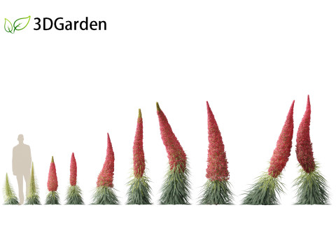 Echium wildpretii - Tower of jewels Modèle 3D