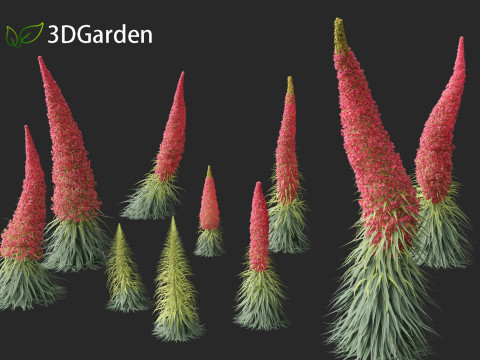 Echium wildpretii - Tower of jewels Modèle 3D