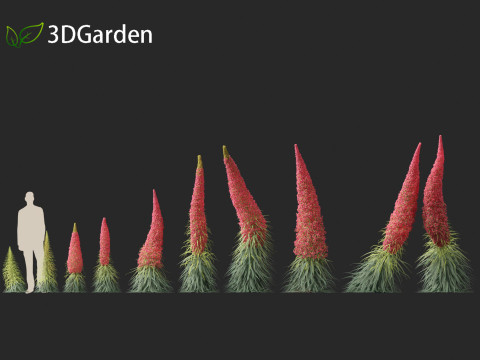 Echium wildpretii - Tower of jewels Modèle 3D