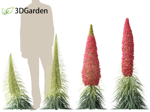 Echium wildpretii - Tower of jewels Modèle 3D